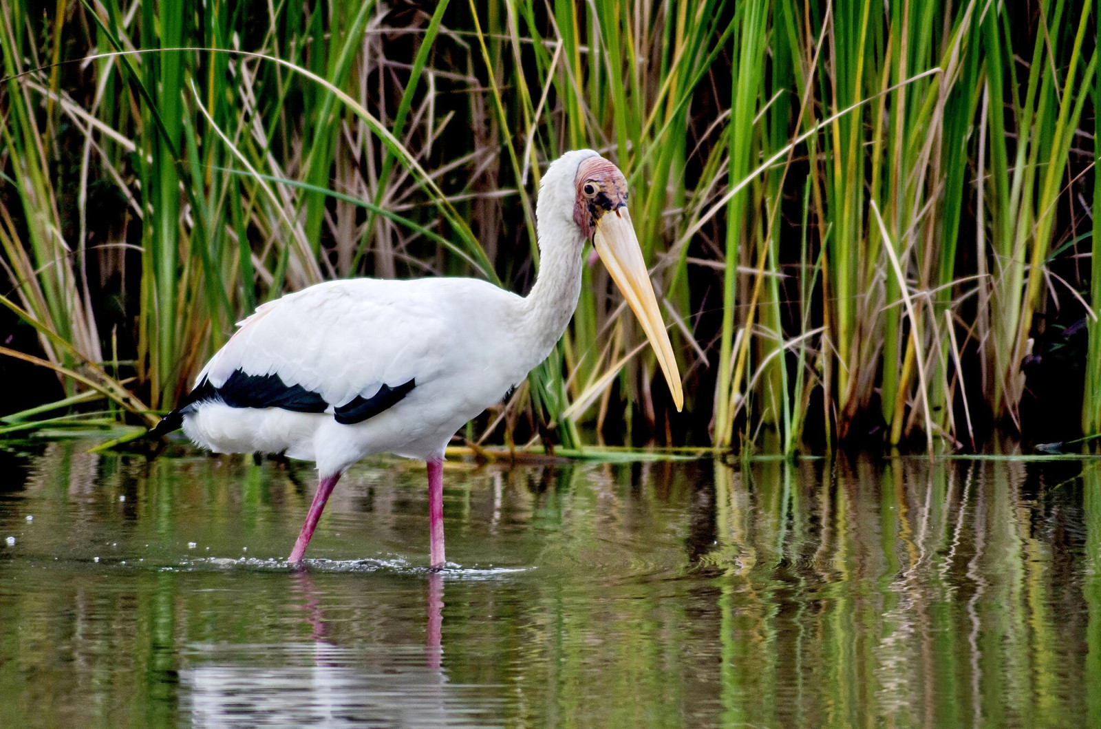 image Milky Stork
